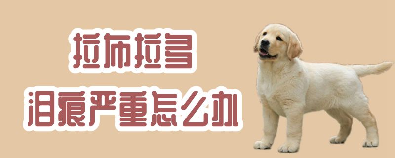 拉布拉多泪痕严沉怎样办