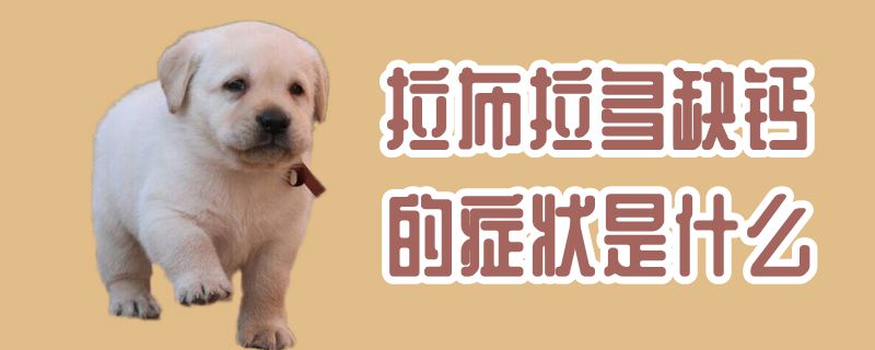 拉布拉多缺钙的症候是什么