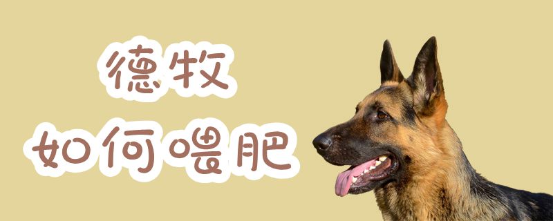 德牧怎么样喂胖