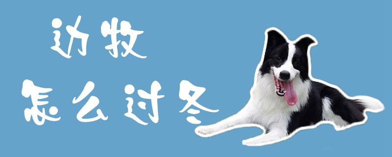 边牧怎样过冬1