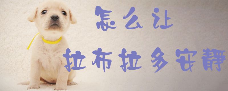 怎样让拉布拉多宁静1