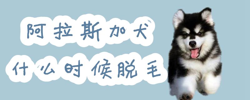 阿拉斯加犬什么时间脱毛