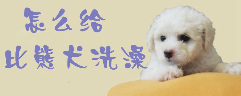 怎样给比熊犬沐浴1