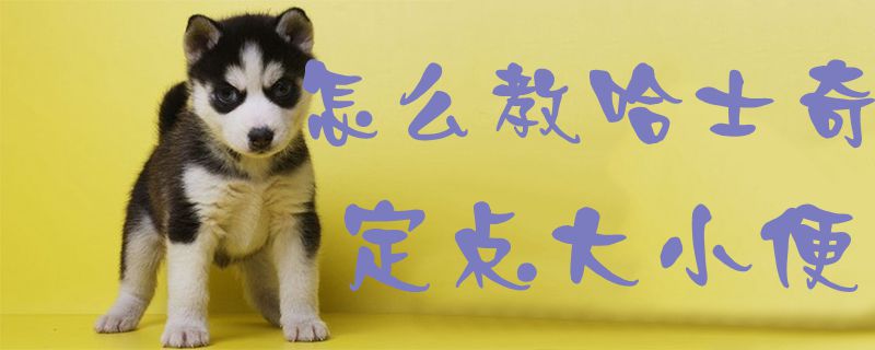 怎样教哈士奇定点巨细便1