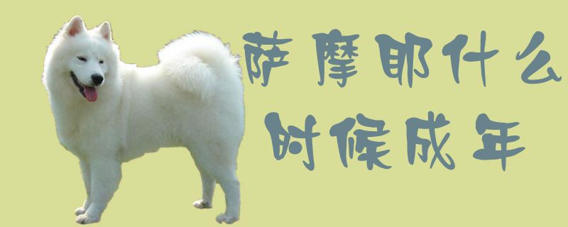 萨摩耶什么时间成年1