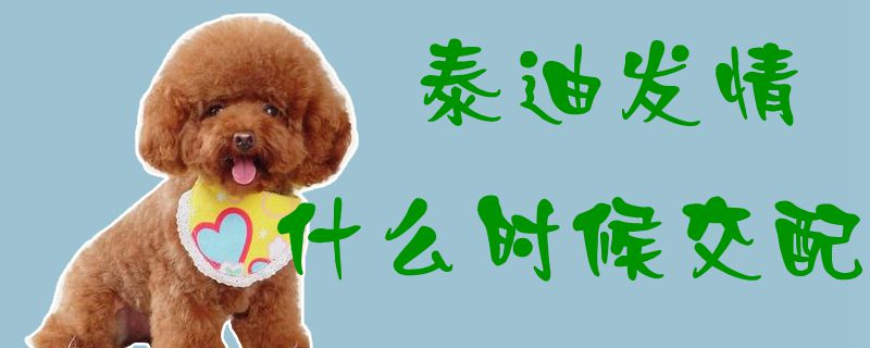 泰迪发情什么时间接配1
