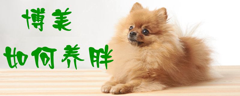 博美怎么样养肥1