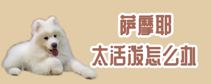 萨摩耶太绚烂怎样办