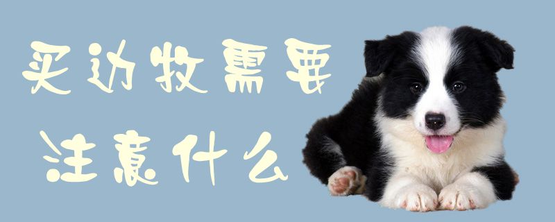 购边牧须要注沉什么1