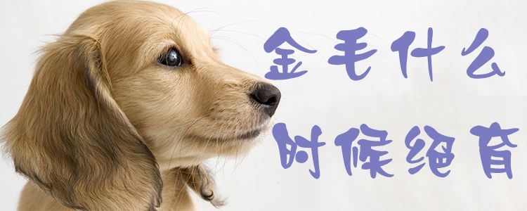 金毛什么时间绝育1