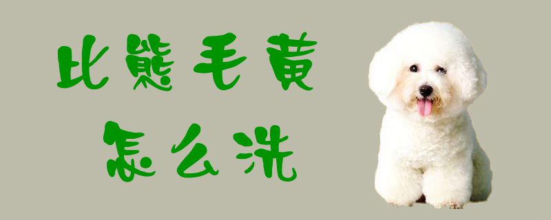 比熊毛黄怎样洗1