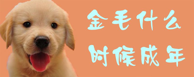 金毛什么时间成年1