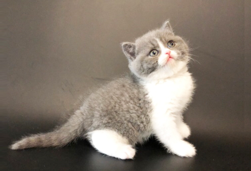 新疆地域猫舍纯种苏格兰折耳猫价钱几钱？