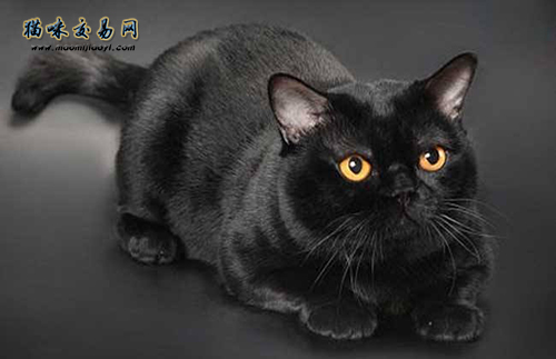 湖北纯种加菲猫实体猫舍价钱几钱？
