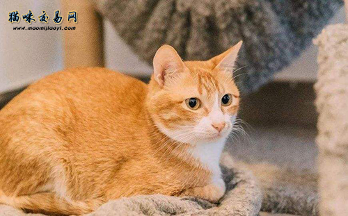 宠物猫价钱行情：天津纯种金渐层价钱几钱？