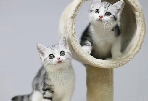 宠物猫价钱行情：天津纯种金渐层价钱几钱？