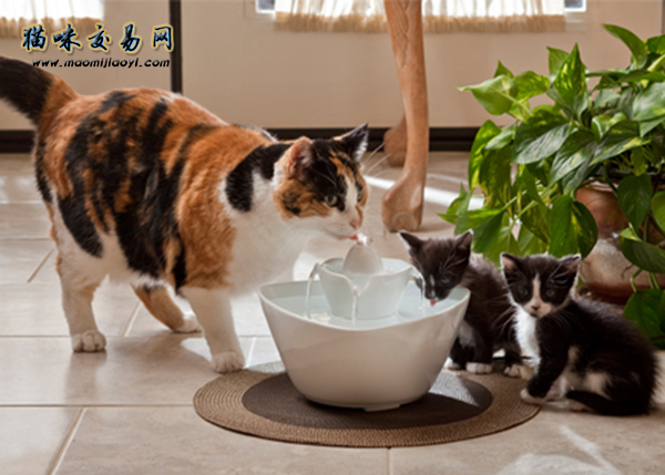 该用什么选择猫咪的办法购只纯种缅因猫呢？
