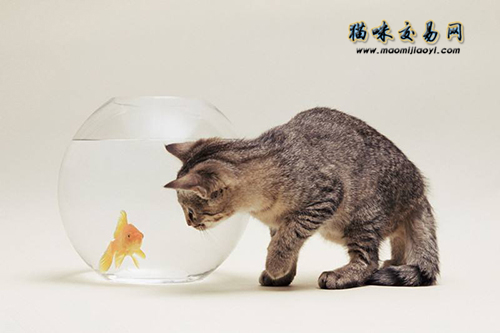 2021年云南纯种银渐层价钱几钱？