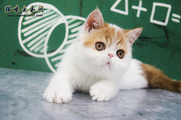 海南纯种布偶猫行情，2021年宠物猫商场佳不佳！