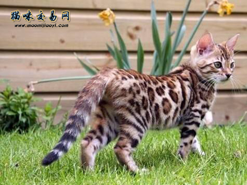 既佳瞅又佳养的别国短毛猫价钱普遍几钱？