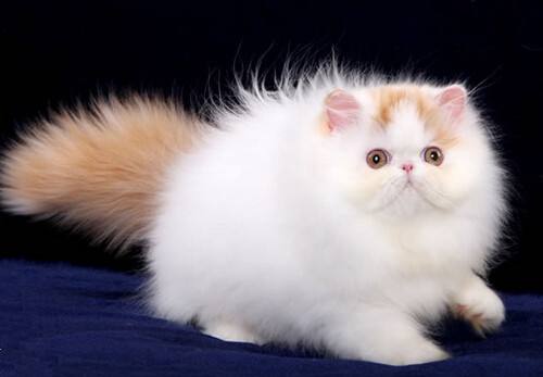 宠物猫商?。荷轿魉崭窭颊鄱盖恢?