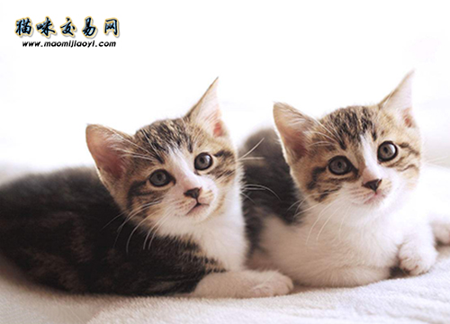 宠物猫商?。荷轿魉崭窭颊鄱盖恢?