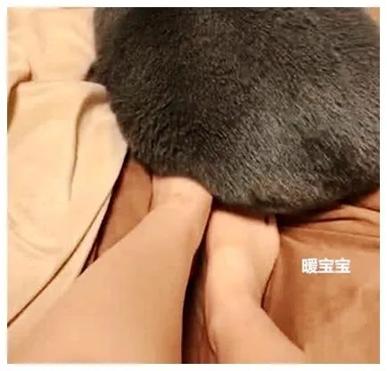 最新研究！冬天跟狗或猫一起睡，比与人同床共眠好处更大(图2)