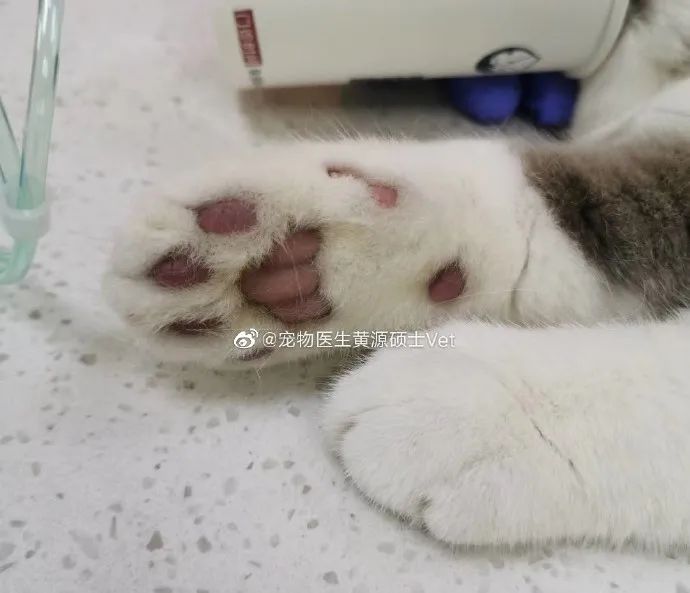 洗衣机又杀死了一只猫！养猫家庭洗衣服前，有件事不能偷懒(图4)