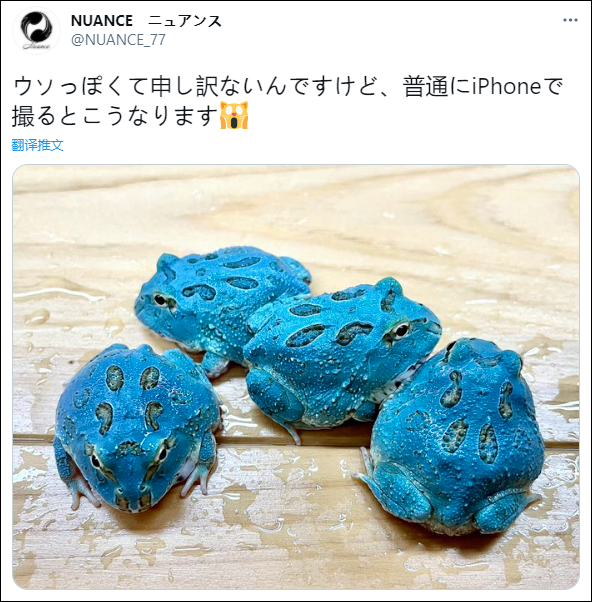 日本角蛙繁育大神的“梦幻天蓝”角蛙，售价堪称业界良心！(图1)