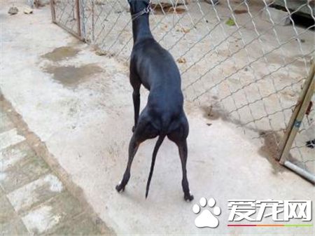 灵缇犬几个月熟习 灵缇犬熟习黄金期