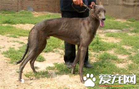 灵缇犬几个月熟习 灵缇犬熟习黄金期