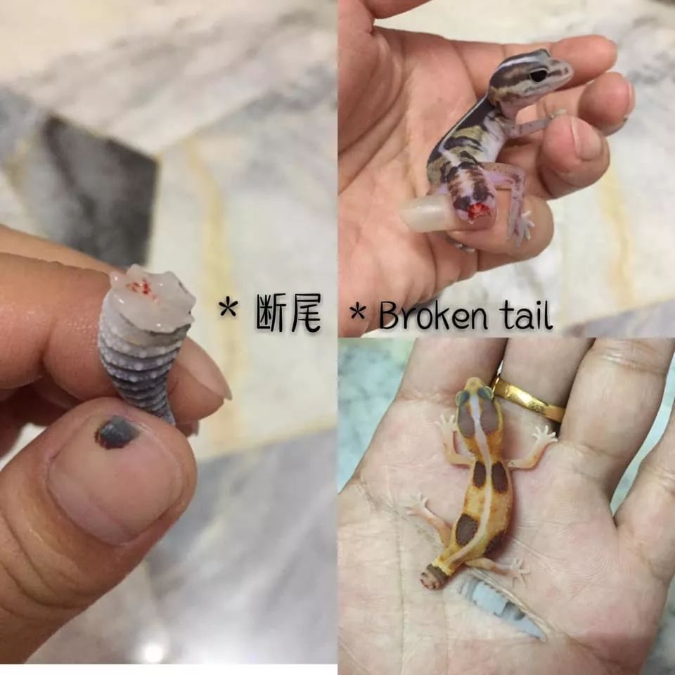 肥尾守宫繁殖业者的心酸╥﹏╥，作为爬宠玩家的你是否能够体会得到(图6)