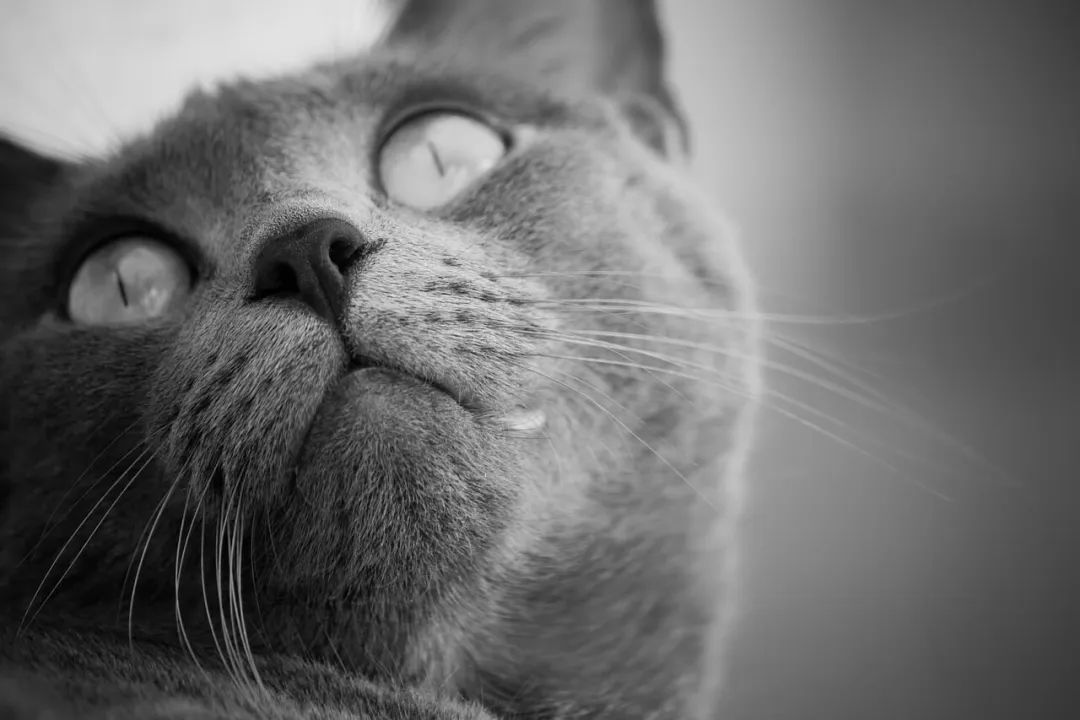 小小改变让猫活到15岁！你家猫主子吃的猫粮「干净」吗？(图1)