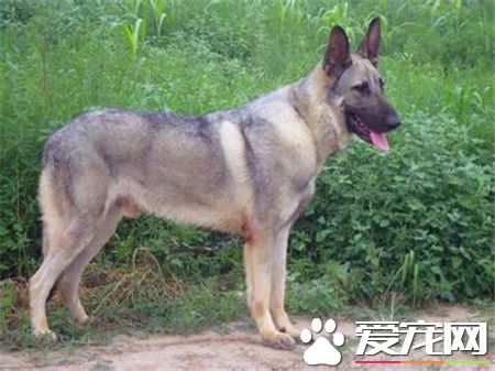 绿鬣蜥练习 必定要注沉练习的方式和沉心
