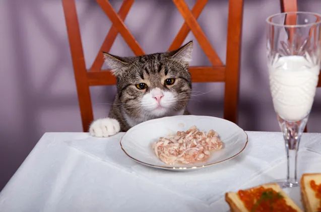 小小改变让猫活到15岁！你家猫主子吃的猫粮「干净」吗？(图5)