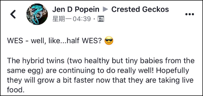 睫角守宫和魔物守宫的杂交双胞胎，看上去真的好可爱！(图1)