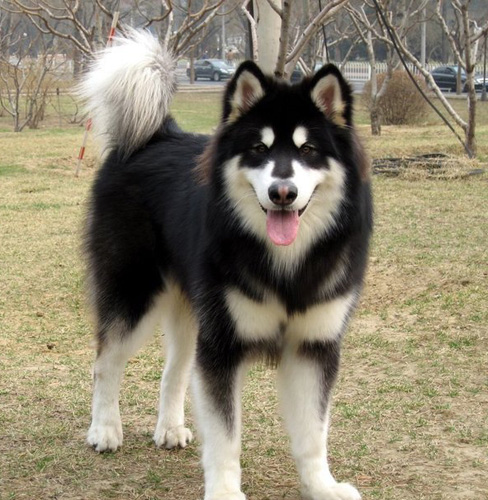 阿拉斯加雪橇犬驯养 从小练习遵循性