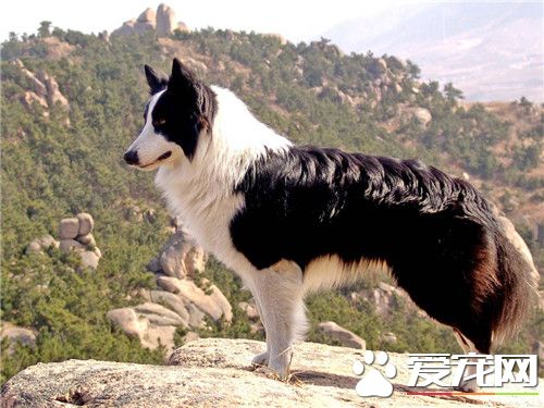 边疆牧羊犬练习握手何如教 叫伸手便拿起它的左前脚