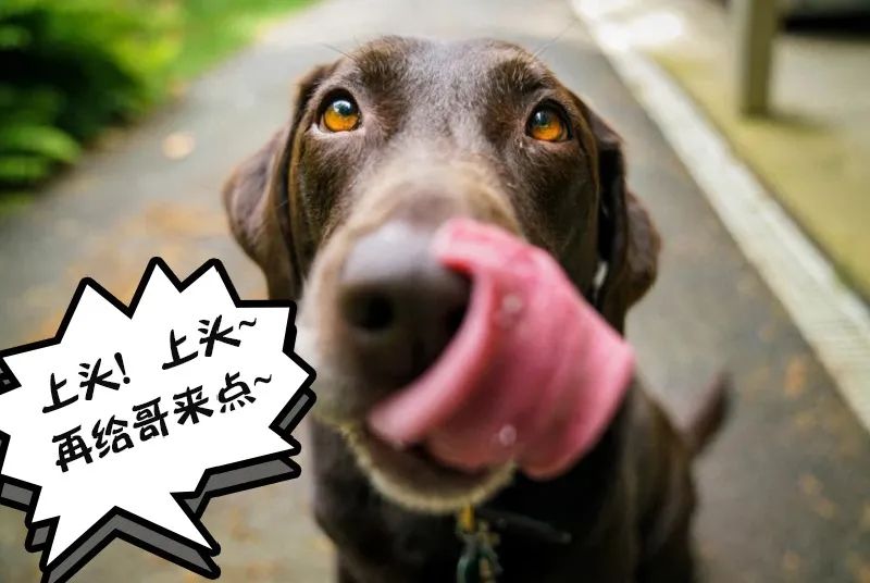 兔兔不为人知的另一面，了解后你还会养兔子吗？(图9)
