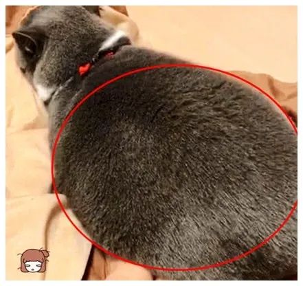 最新研究！冬天跟狗或猫一起睡，比与人同床共眠好处更大(图3)