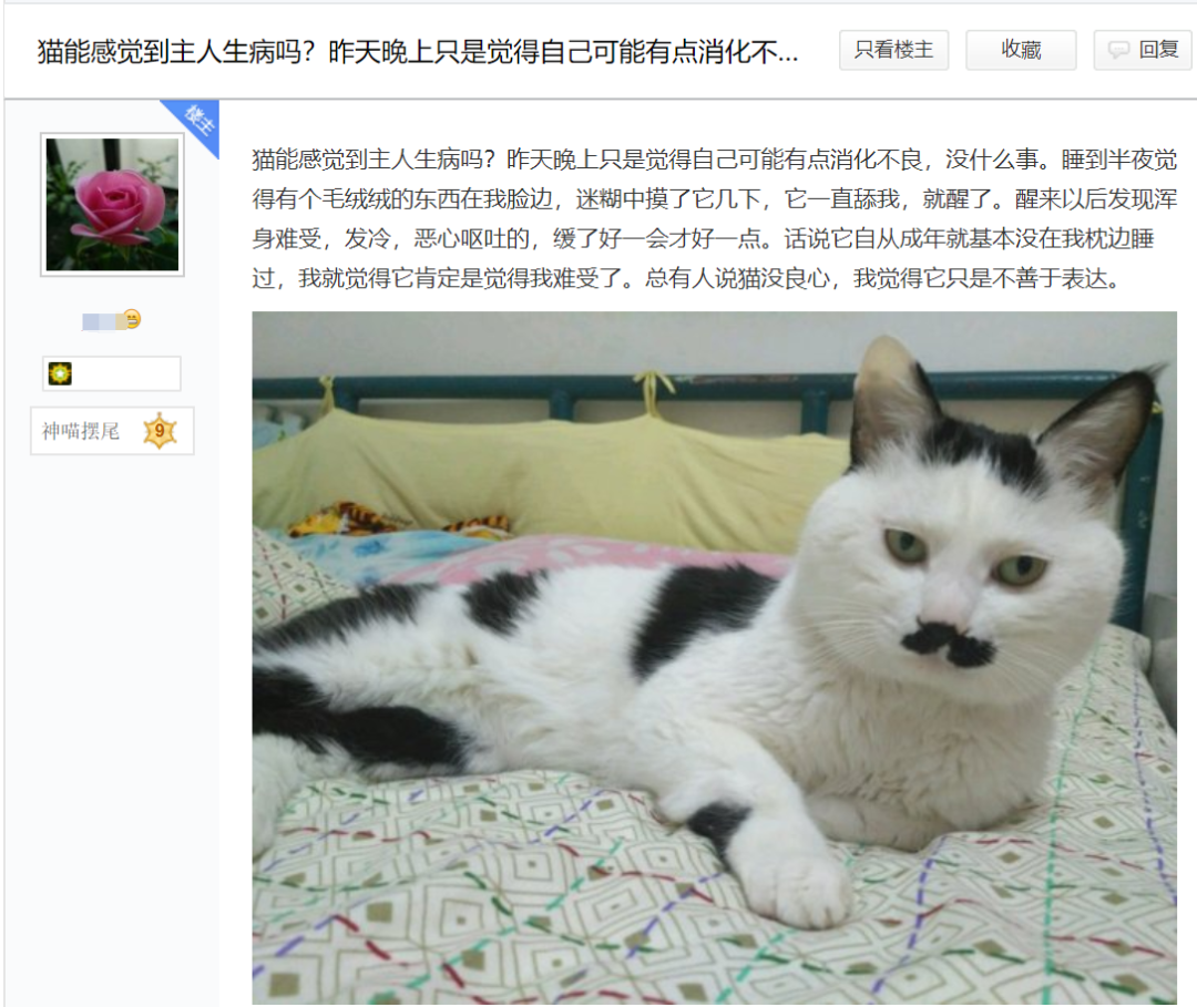猫咪是不是有灵性？我生病了，猫就在身边安慰(图1)