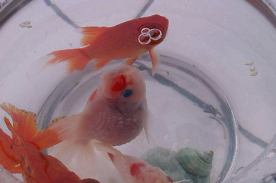 金鱼缺氧的展现，处理金鱼缺氧的方式
