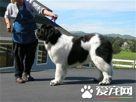 纽芬兰犬怎样熟习 不妨运用抑制手法举行熟习