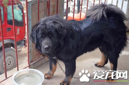 纽芬兰犬怎样熟习 不妨运用抑制手法举行熟习