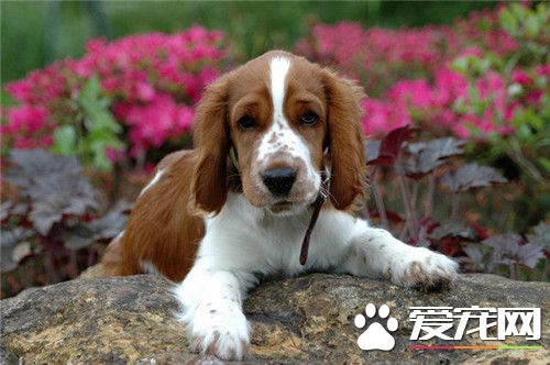 史宾格犬何如样练习 充溢的疏通量不妨消费狗的精神