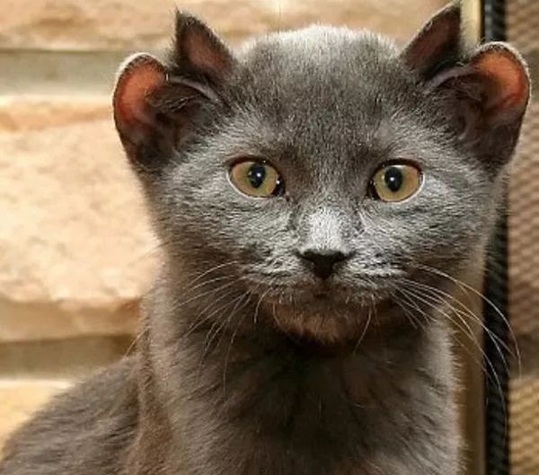 猫咪听到猫粮掉落声一秒就到现??！为何你叫他却怎么都不理(图5)