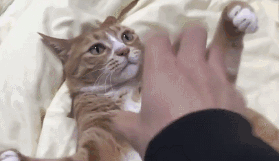 摸了猫咪之后，喵居然马上舔毛！这代表猫主子嫌弃我了吗？(图9)