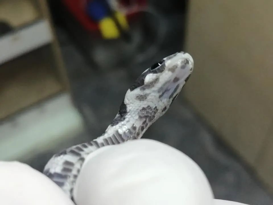 无鳞玉米蛇和洪都拉斯奶蛇杂交基因全解析！(图11)
