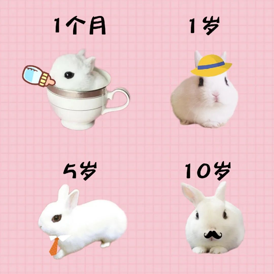 若你内心不够强大，千万不要去养兔子(图15)