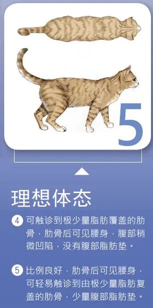 如此喂食不是爱猫是害猫，三分之一猫咪受害！钟南山也不这样喂(图9)